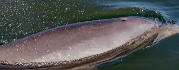 National Park Pedal Kayak Tours in New Smyrna Beach