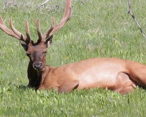 Old Faithful - Lower Yellowstone - Group Private Tours. 5 Min Peo