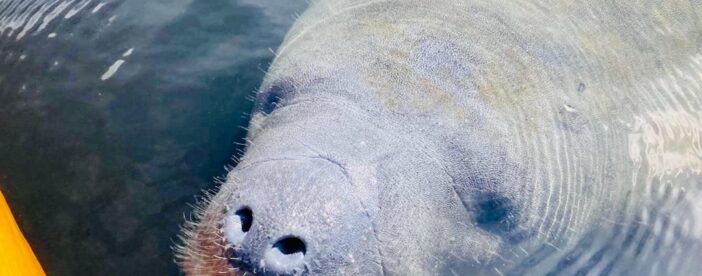 Orlando Manatee and Natural Spring Adventure Tour at Blue Springs