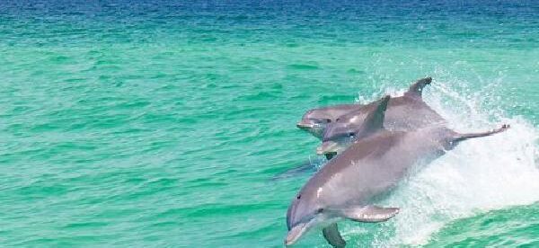 Pensacola Beach Dolphin and Scenic Tour