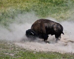 Private Guided Tour in Yellowstone National Park