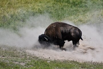 Private Guided Tour in Yellowstone National Park