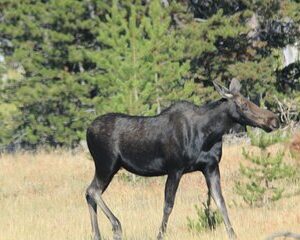 Private Tour in Grand Teton National Park and Yellowstone Lower Loop
