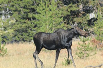 Private Tour in Grand Teton National Park and Yellowstone Lower Loop