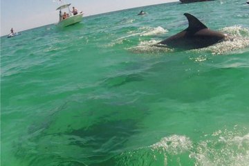 Save 10.00%! 2-Hour Private Dolphin Boat Tour to Shell Island