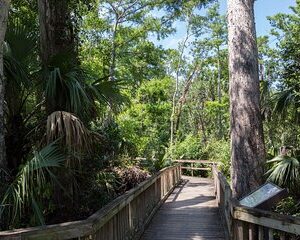 Save 14.98%! Big Cypress National Preserve Self Guided Driving Audio Tour
