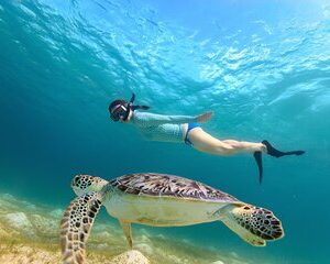 Sea Turtle Snorkel Tour
