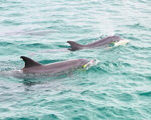 Southern Star Dolphin Cruise in Destin