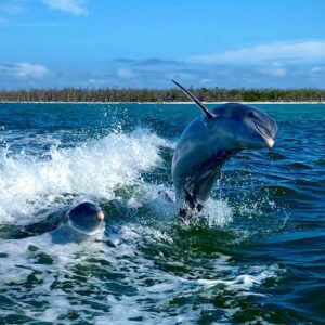 Ten Thousand Islands Eco/Dolphin Tour