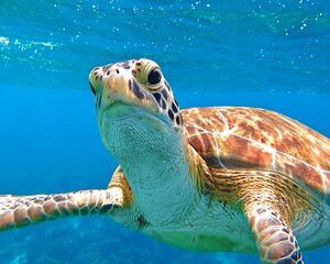 The Frederiksted St. Croix Sea Turtles Snorkeling Tour