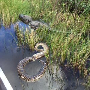 Western Everglades Adventure Tour