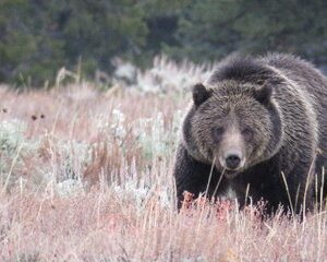 2 Day Private Grand Teton and Yellowstone Wildlife Tour