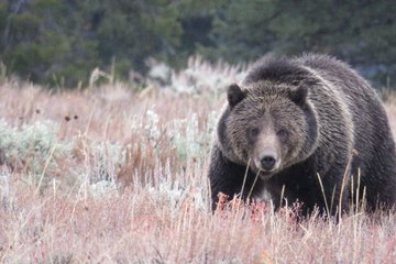 2 Day Private Grand Teton and Yellowstone Wildlife Tour