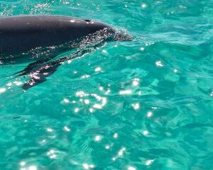 2 Hour Dolphin Tour Adventure to Shell Island