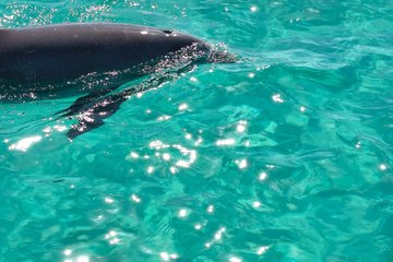 2 Hour Dolphin Tour Adventure to Shell Island