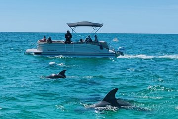 2 Hour Private Dolphin Tour at Panama City Beach