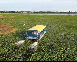 90 Minute Florida Everglades Wildlife Boat Tour