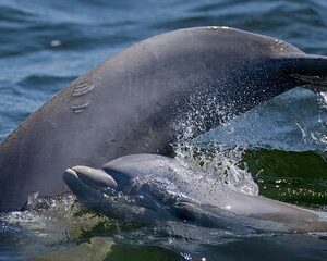 Frisky Mermaid Dolphin + Sightseeing Tour in Pensacola Beach