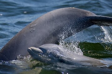 Frisky Mermaid Dolphin + Sightseeing Tour in Pensacola Beach