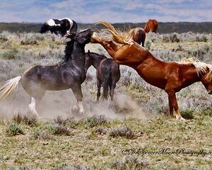 Kicking Red Canyon Wild Mustang Bus Tour Deals 5 PM In Cody