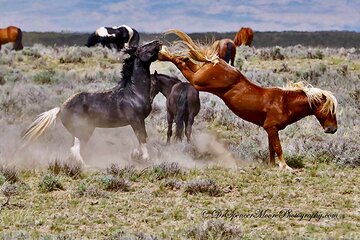 Kicking Red Canyon Wild Mustang Bus Tour Deals 5 PM In Cody