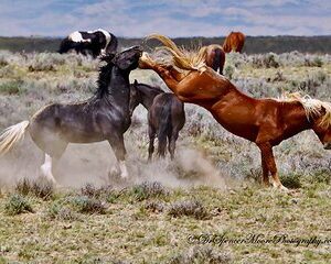 Kicking Red Canyon Wild Mustang Bus Tour Deals 8am Daily