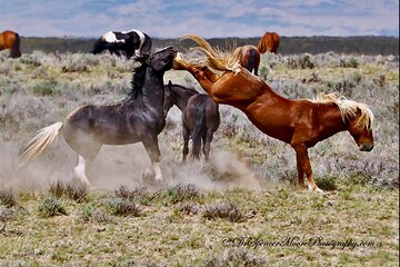 Kicking Red Canyon Wild Mustang Bus Tour Deals 8am Daily