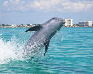 Panama City Beach Dolphin Cruise