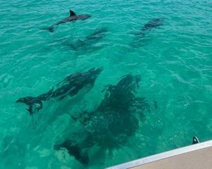 Private 3 Hours Dolphin Tour to Shell Island in Panama City Beach