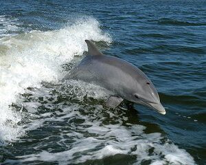 Punta Gorda / Dolphin Tour