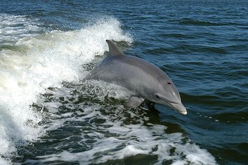Punta Gorda / Dolphin Tour
