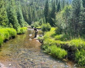 8 Hours Guided Fly Fishing Trips in Rocky Mountain National Park