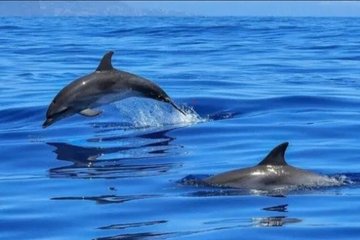 Dolphin Cruise Adventure at Crab Island in Destin