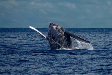 Live whale watching in Las Perlas