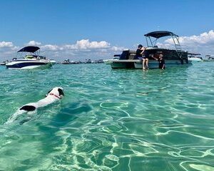 Private Dolphin Tours and Customized Charters in Destin