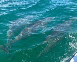 Sunset Dolphin Cruise at Crab Island in Destin