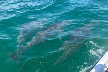 Sunset Dolphin Cruise at Crab Island in Destin