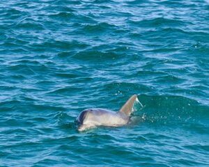 Sunset Dolphin Cruise in Destin Florida