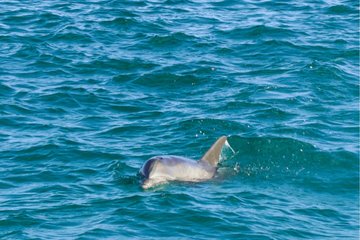 Sunset Dolphin Cruise in Destin Florida
